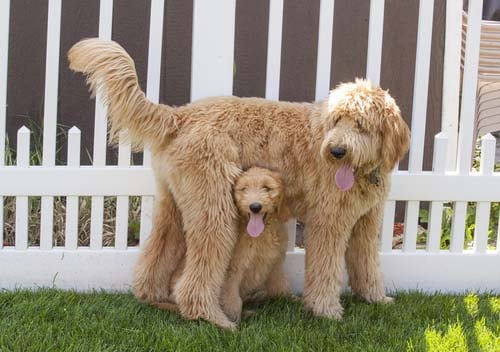 goldendoodle dog breed