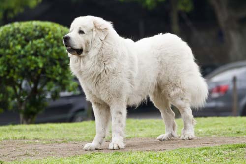 great pyrenees dog breed