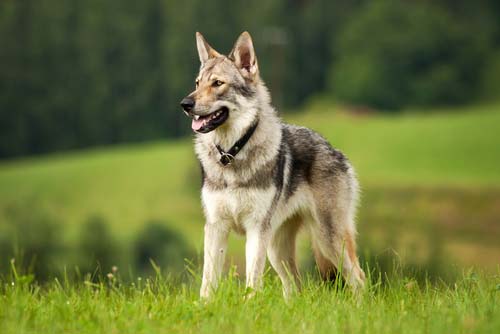 kugsha dog breed