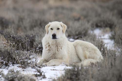 kuvasz dog breed