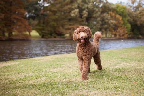 labradoodle dog breed