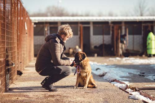 man training dog at shelter