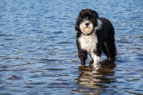 portuguese water dog breed