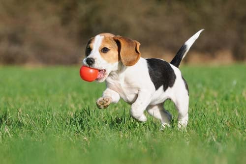 puppy with kong ball