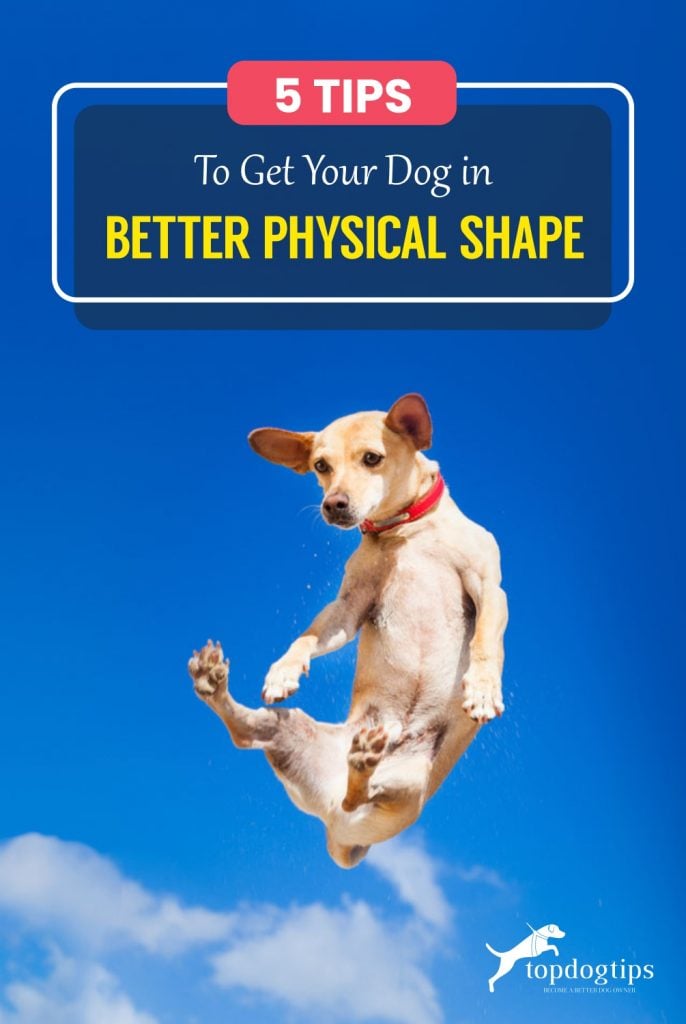 5 Tips to Get Your Dog in Better Physical Shape