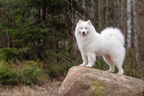 samoyed dog breed