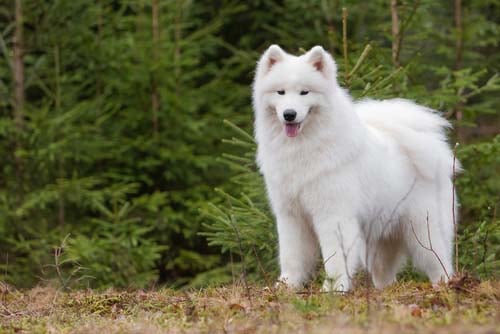 samoyed dog