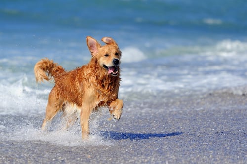 golden retriever running on dog beach