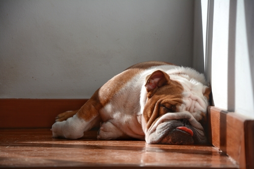 bulldog sleeping