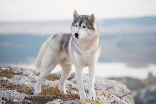 siberian husky