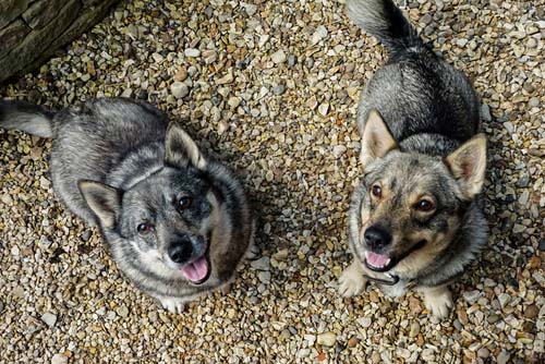 swedish vallhund dog breed