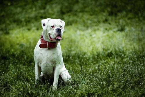 white boxer dog breed