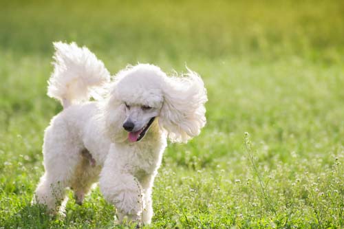 white poodle dog breed