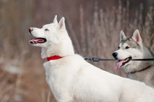 white siberian husky dog breed