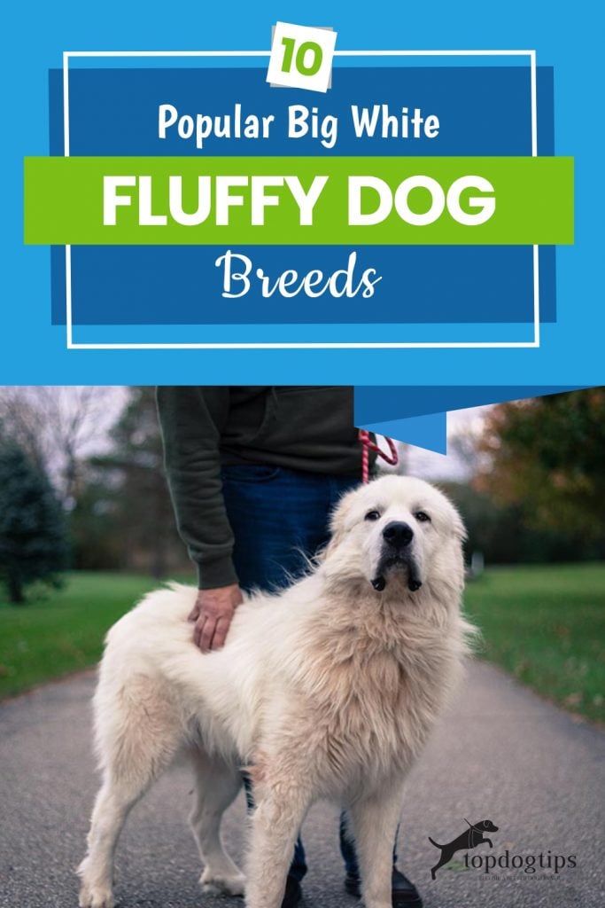 10-Popular-Big-White-Fluffy-Dog-Breeds 