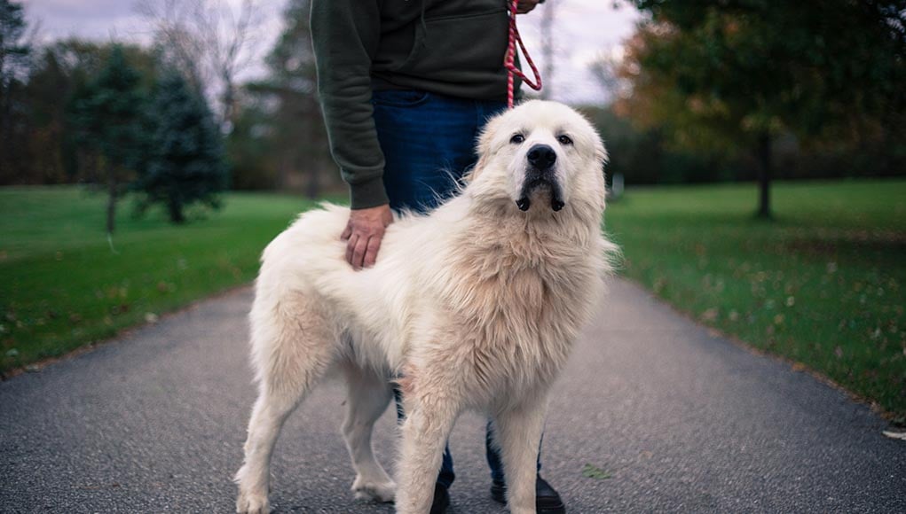 10 Popular Big White Fluffy Dog Breeds