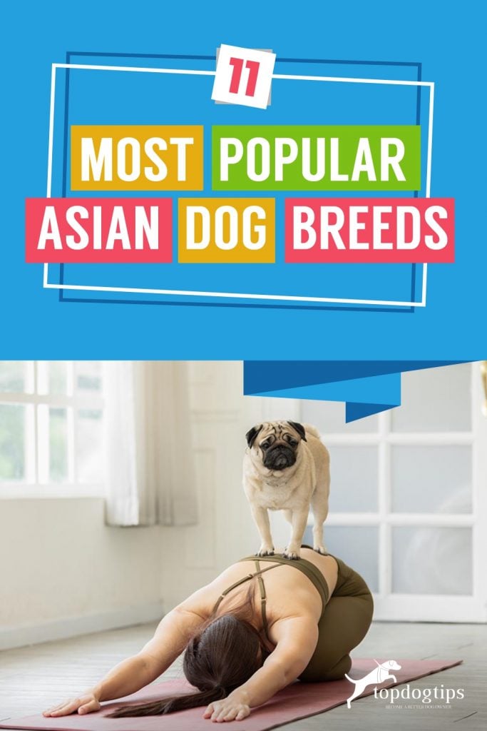 11-Most-Popular-Asian-Dog-Breeds 