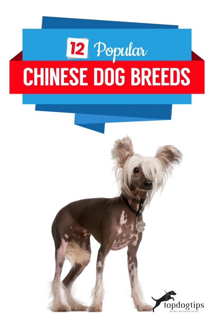 12 Popular Chinese Dog Breeds