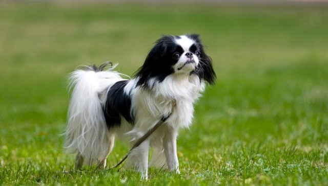 12 Popular Chinese Dog Breeds featured image