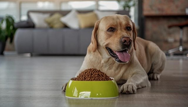 25 Best Dog Food Brands in Europe