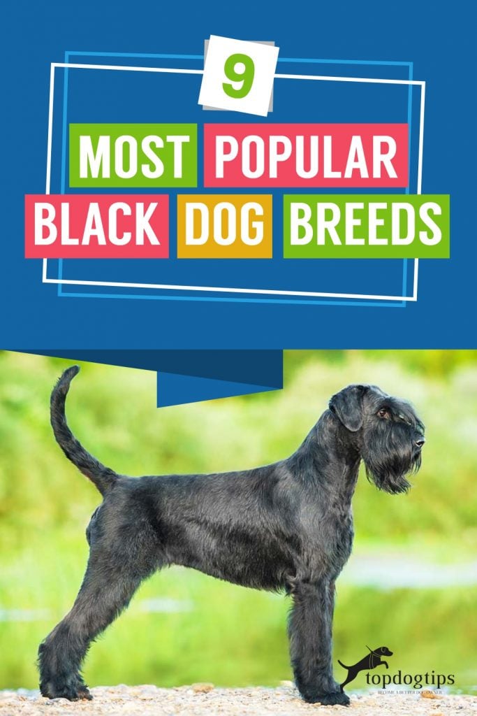 9-Most-Popular-Black-Dog-Breeds 