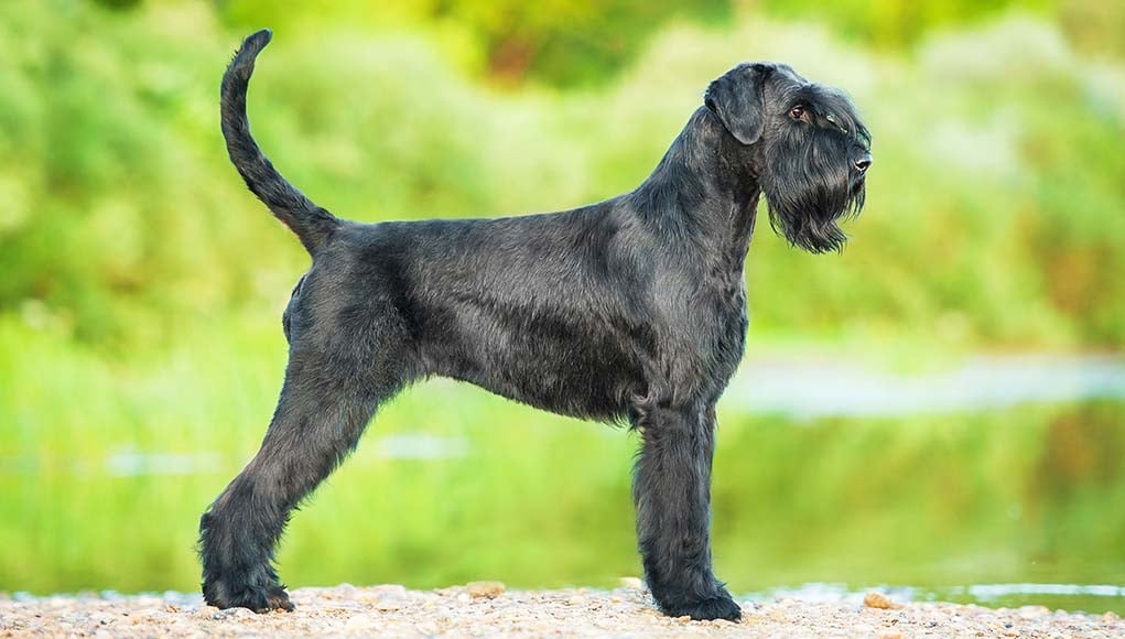 9 Popular Black Dog Breeds