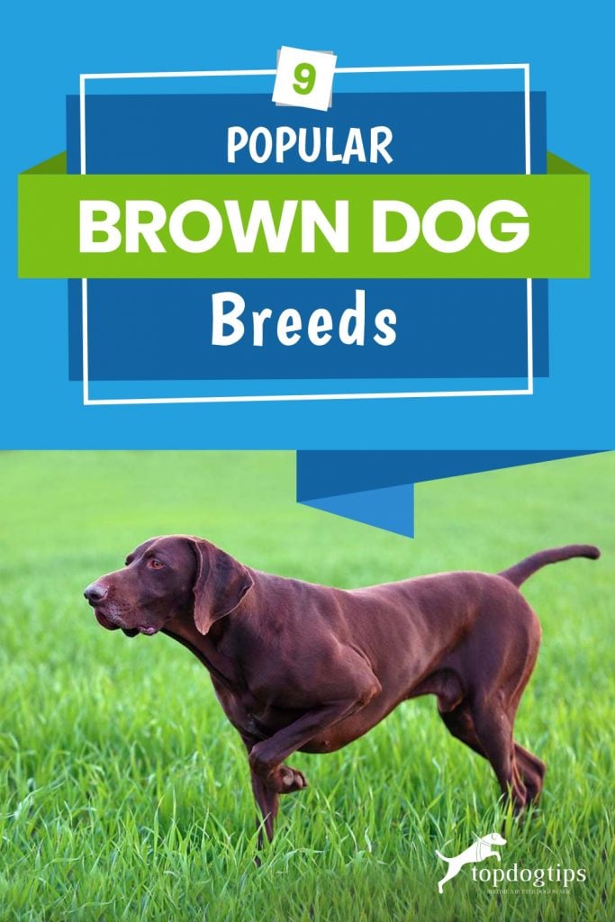 9-Popular-Brown-Dog-Breeds 