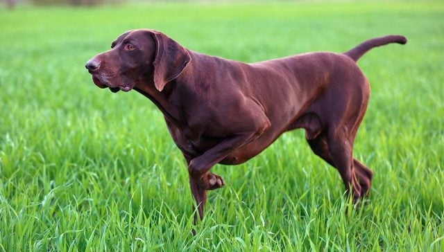 9 Popular Brown Dog Breeds