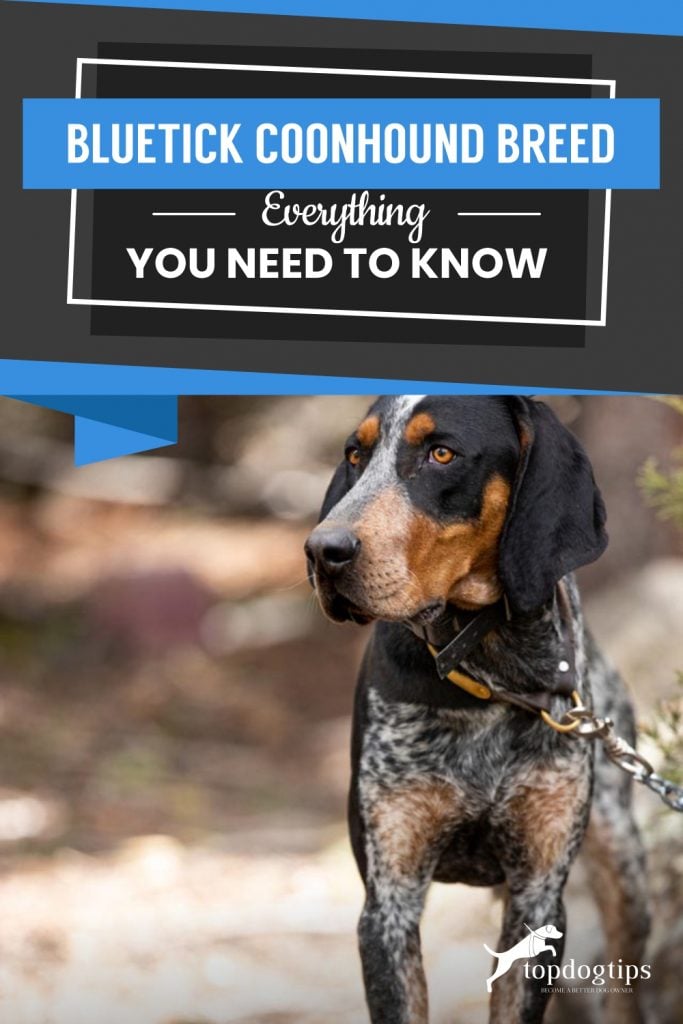 Bluetick Coonhound Breed Everything You Need To KnowBluetick Coonhound Breed Everything You Need To Know