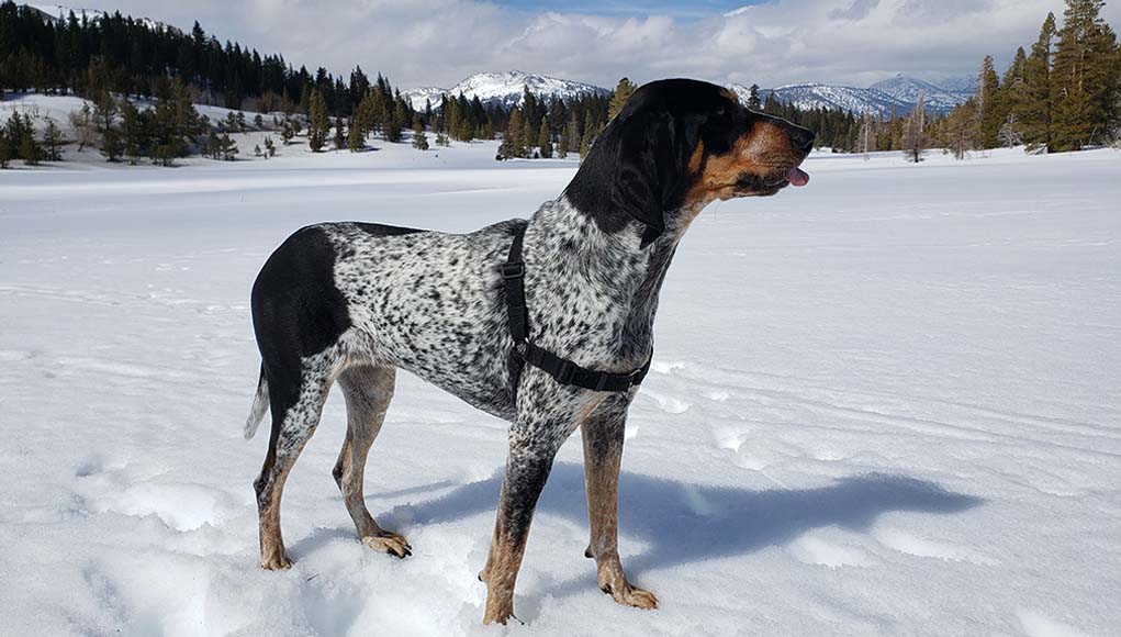 Bluetick Coonhound Breed- Everything You Need To Know