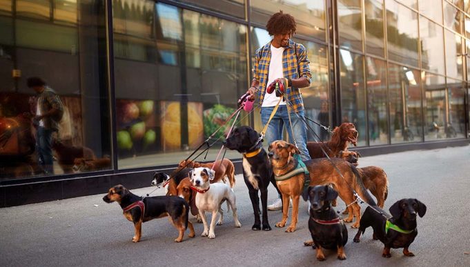 How Much Does a Dog Walker Cost? Everything You Need to Know