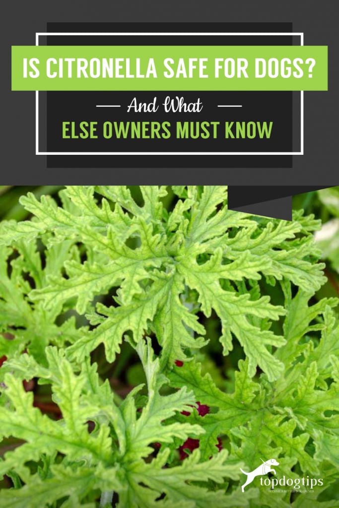 Is Citronella Safe for Dogs And What Else Owners Must KnowIs Citronella Safe for Dogs And What Else Owners Must Know