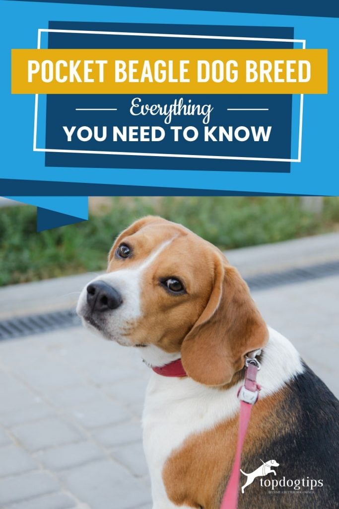 Pocket Beagle Dog Breed Everything You Need To Know