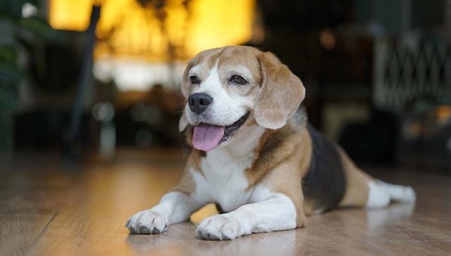 Pocket Beagle Dog Breed- Everything You Need To Know