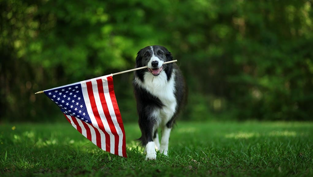 Why It’s Important to Buy Pet Products Made in the USA