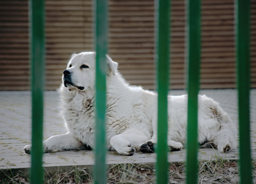 slovensky cuvac laying in park