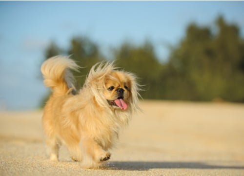 pekingese dog walking