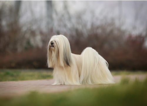 lhasa apso dog breed