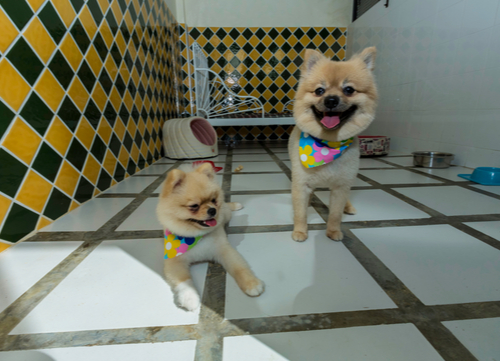 dogs at a pet hotel