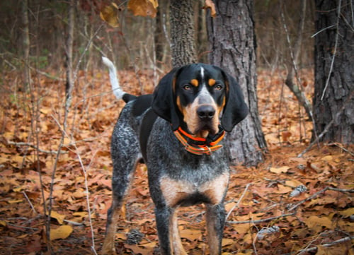 bluetick coonhound in forest