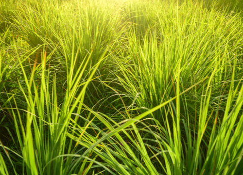 citronella garden