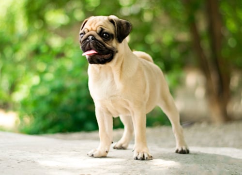 pug dog breed