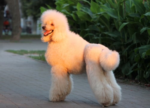 standard white poodle standing