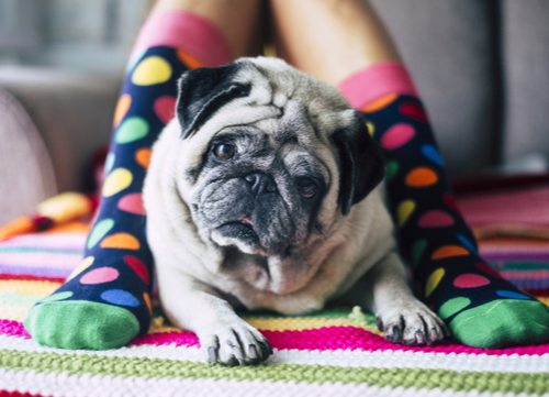 pug sitting in between owners sock feet