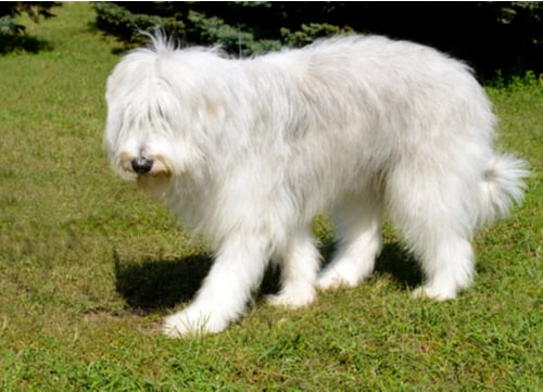 ukrainian shepherd dog walking in park