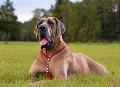 brown great dane laying in field