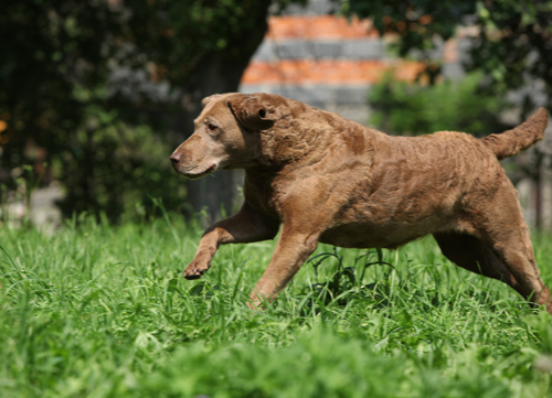 brown chesapeake bay retriever running outdoors; chocolate names for dogs