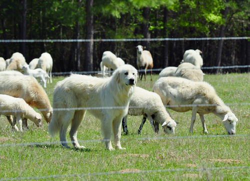 great pyrenees watching after sheep