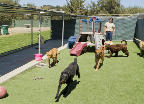 dog kennel boarding