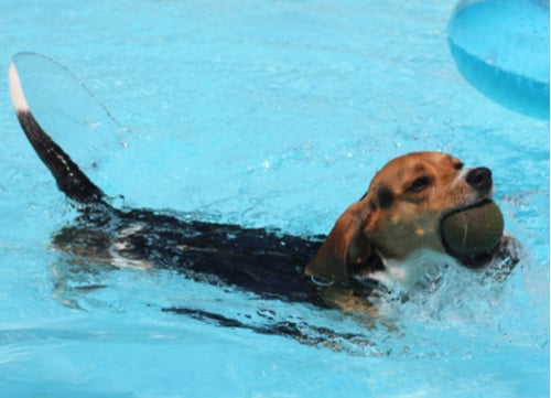 pocket beagle swimming with ball in mouth